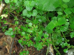 Chrysosplenium ramosum