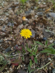 Pilosella officinarum