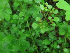 Chrysosplenium ramosum