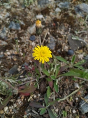 Pilosella officinarum