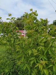 Acer platanoides