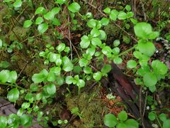 Chrysosplenium ramosum