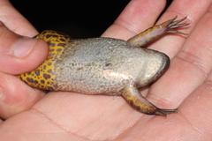 Xenopus petersii