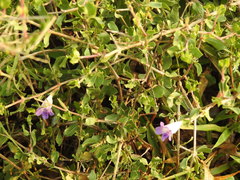Dyschoriste madurensis