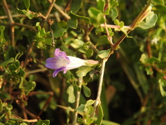 Dyschoriste madurensis