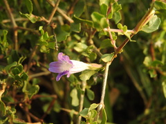 Dyschoriste madurensis