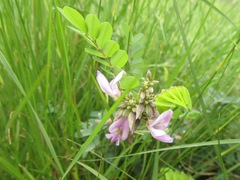 Abrus precatorius africanus