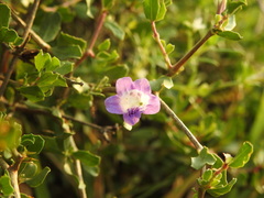Dyschoriste madurensis