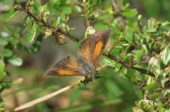 Paralucia pyrodiscus