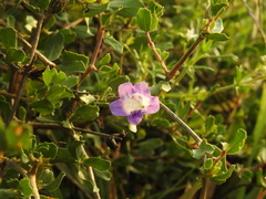 Dyschoriste madurensis