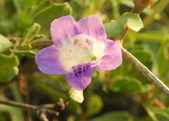 Dyschoriste madurensis