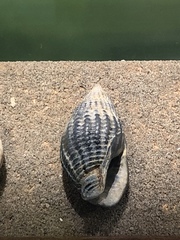 Nassarius fossatus