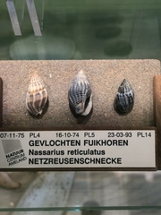 Nassarius fossatus