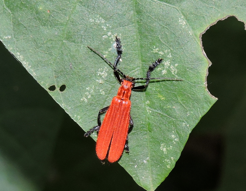 Walteriella