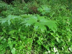 Petasites tatewakianus