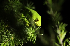 Naultinus flavirictus