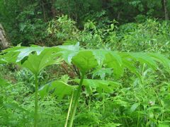 Petasites tatewakianus