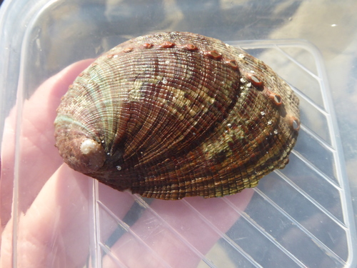 Green Abalone