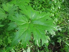 Petasites tatewakianus
