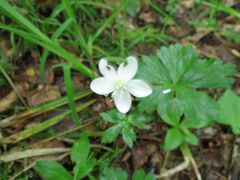 Anemonoides glabrata