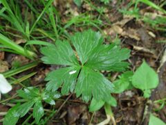 Anemonoides glabrata