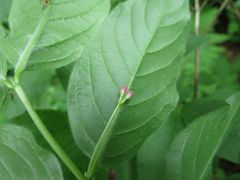 Lonicera maximowiczii