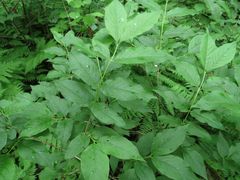 Lonicera maximowiczii