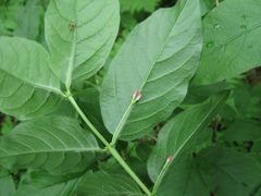 Lonicera maximowiczii