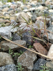Bromus tectorum