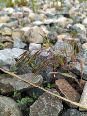 Bromus tectorum