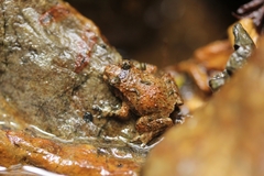 Hochstetter's Frog photo 5