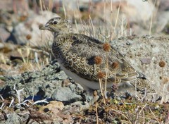 Attagis malouinus