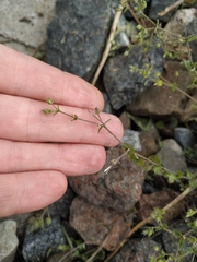 Arenaria serpyllifolia