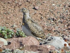Attagis malouinus