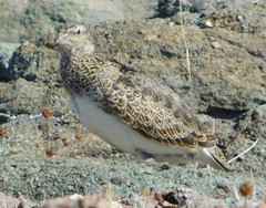 Attagis malouinus