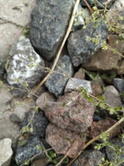 Arenaria serpyllifolia