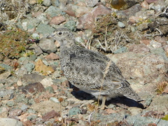 Attagis malouinus