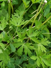 Geranium sibiricum