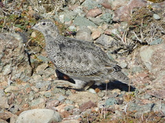 Attagis malouinus