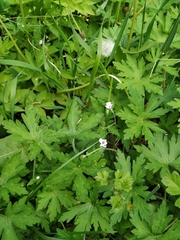 Geranium sibiricum