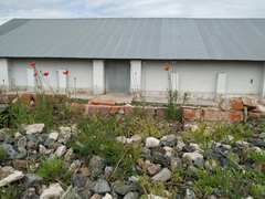 Papaver dubium dubium