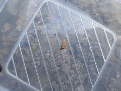 Lirobittium