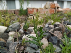 Papaver dubium dubium