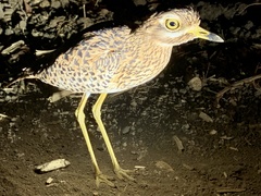 Burhinus capensis maculosus