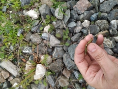 Papaver dubium dubium