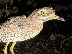Burhinus capensis maculosus
