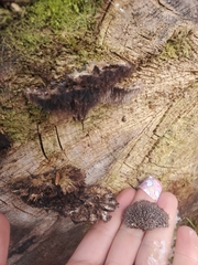 Gloiodon occidentalis