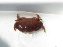 Cycloxanthops novemdentatus