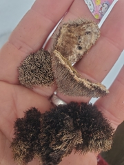 Gloiodon occidentalis