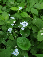Myosotis sylvatica